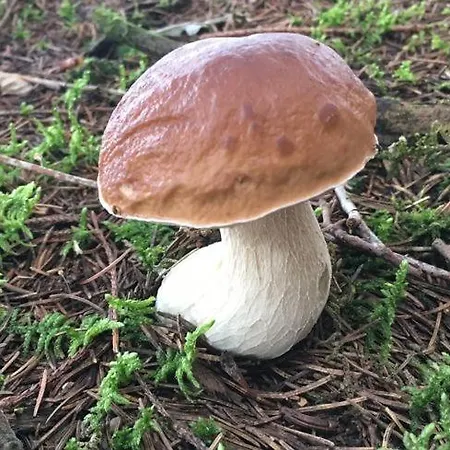 Maison Avec Patio Dans Le Centre Historique * Terrasson