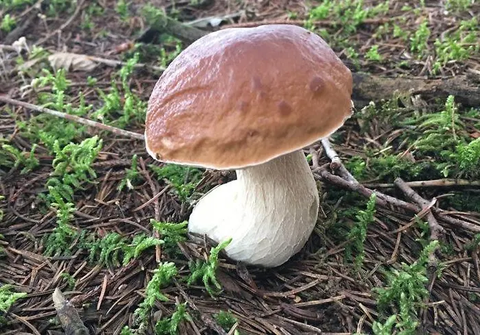 Maison Avec Patio Dans Le Centre Historique * Terrasson